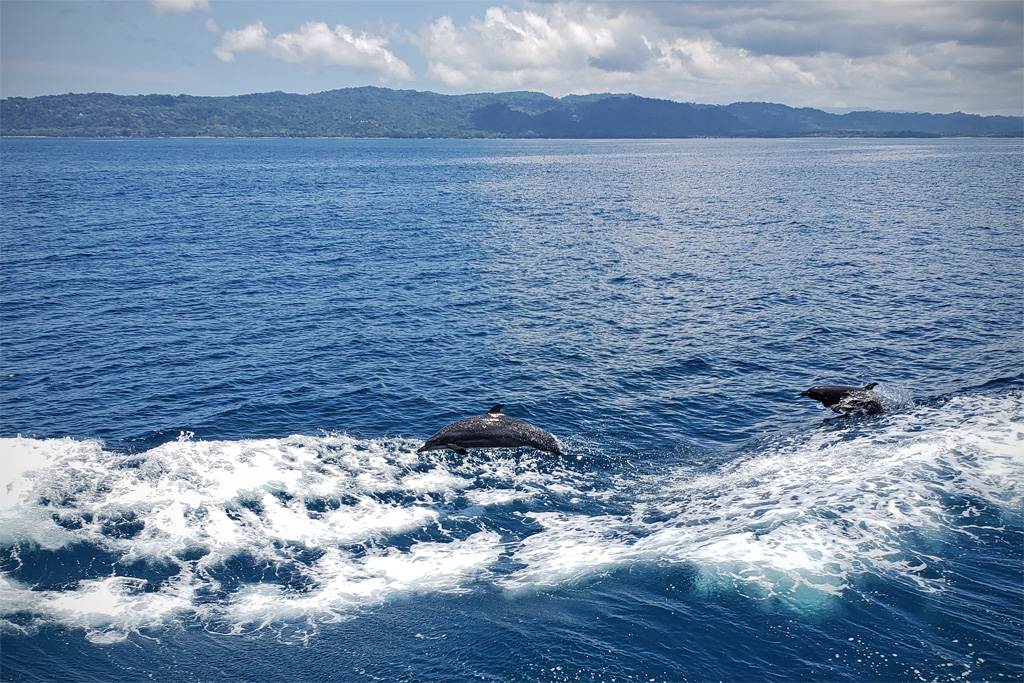 Dolphins swimming off the starboard rail of the R/V Atlantis