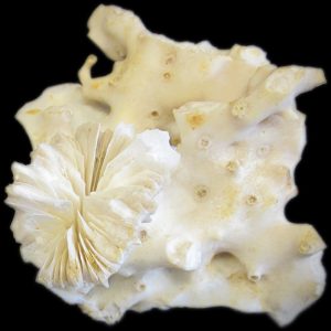 Scleractinian deep-sea coral