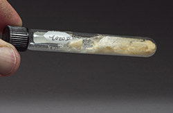 Extracted bone collagen in a glass tube.