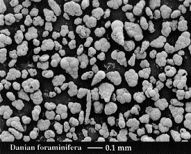 Microscopic photo of a mixed assemblage of foraminifera