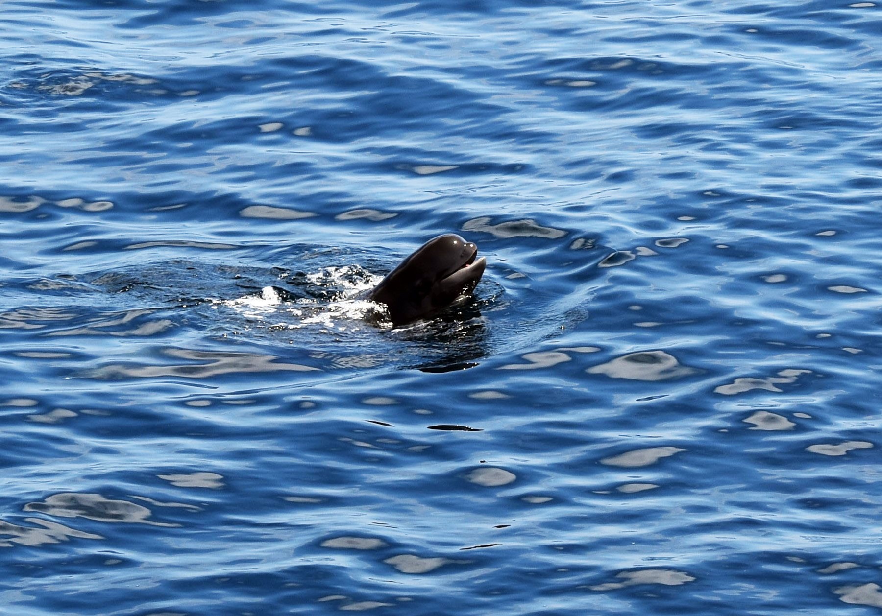The OOI Pioneer Team often encounters local inhabitants of the area. One recent visitor was a pilot whale. Photo: Rebecca Travis©WHOI.