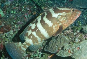 A Nassau grouper