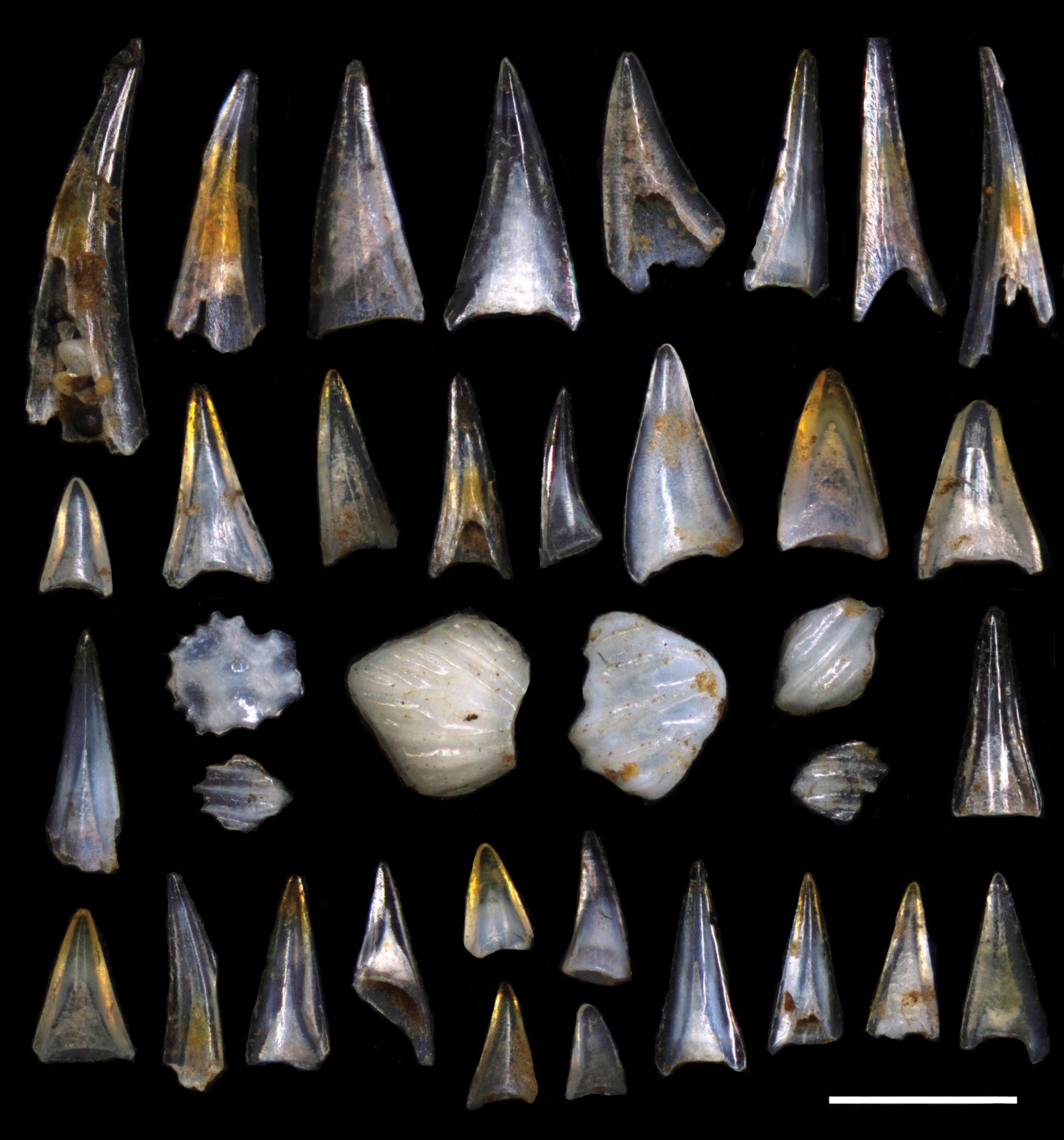 A collage of microfossil ichthyoliths with triangular teeth adn more rounded denticles placed on a black background.