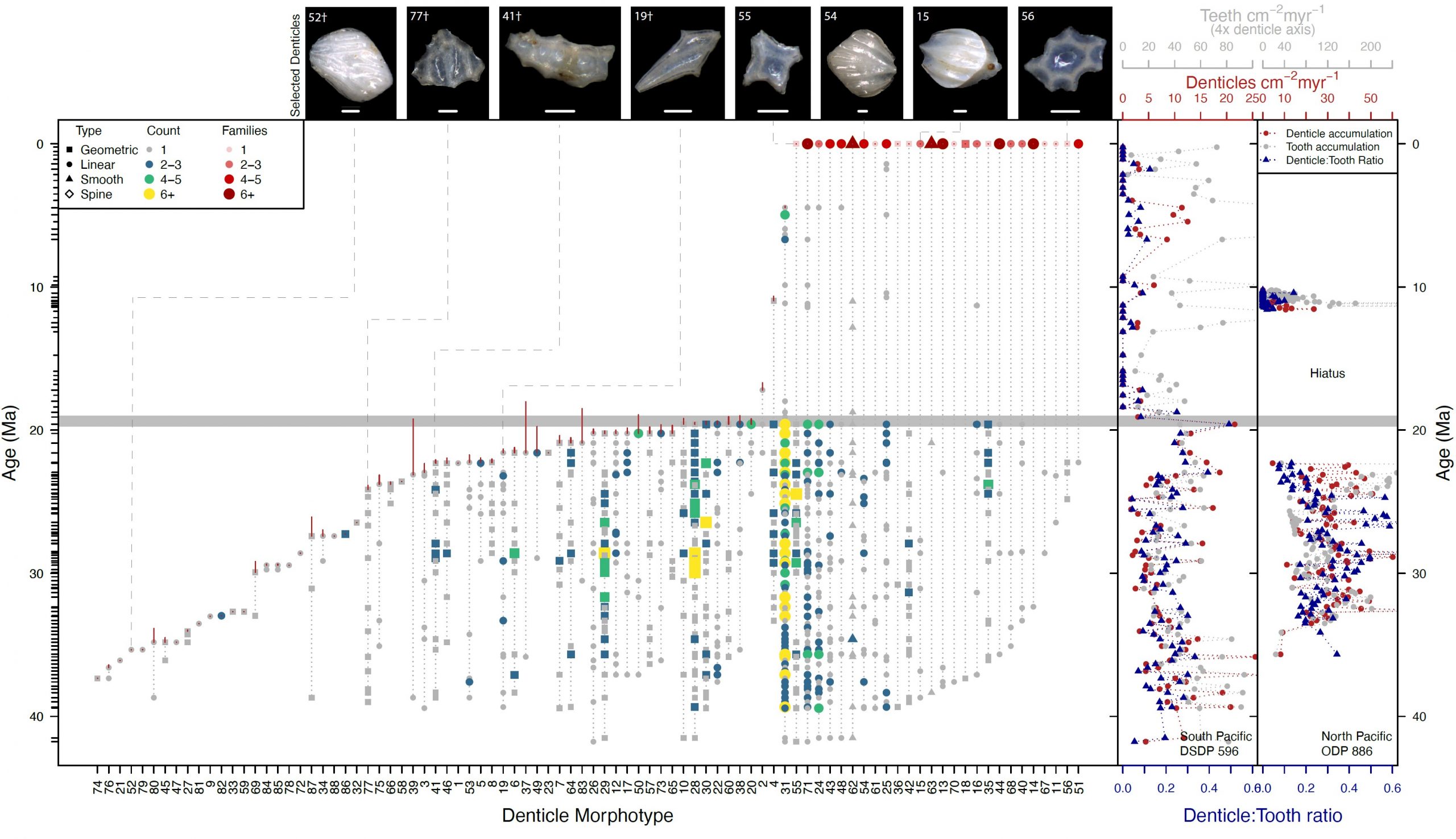 This is a figure showing a range chart of shark dermal denticle morphotype occurrences from 40 million years ago to present. There is a very clear extinction horizon at approximtaely 19 million years ago. The rightmost two panels show shark abundance through the interval at two localities, showing a rapid and strong delcine in shark abundance (in addition to diversity) at the extinction horizon