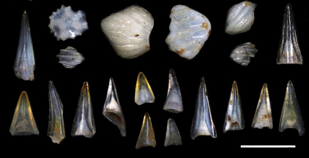 Two rows of high-resolution images of individual microfossil ichthyoliths are arranged on a black background. The upper row consists primarily of denticles, or shark scales, while the lower row consists primarily of fish teeth. There is a scale bar on the bottom showing that these fossils are all less than half a millimeter in size, most are under 100 microns in size, or about the diameter of a human hair.