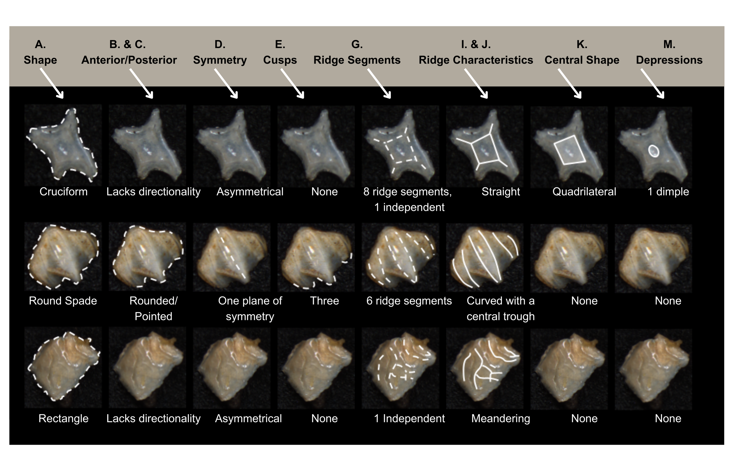 Image shows three different shaped denticles, each reproduced ~7 times in a line. Each reproduction of the denticle highlights a different character state.
