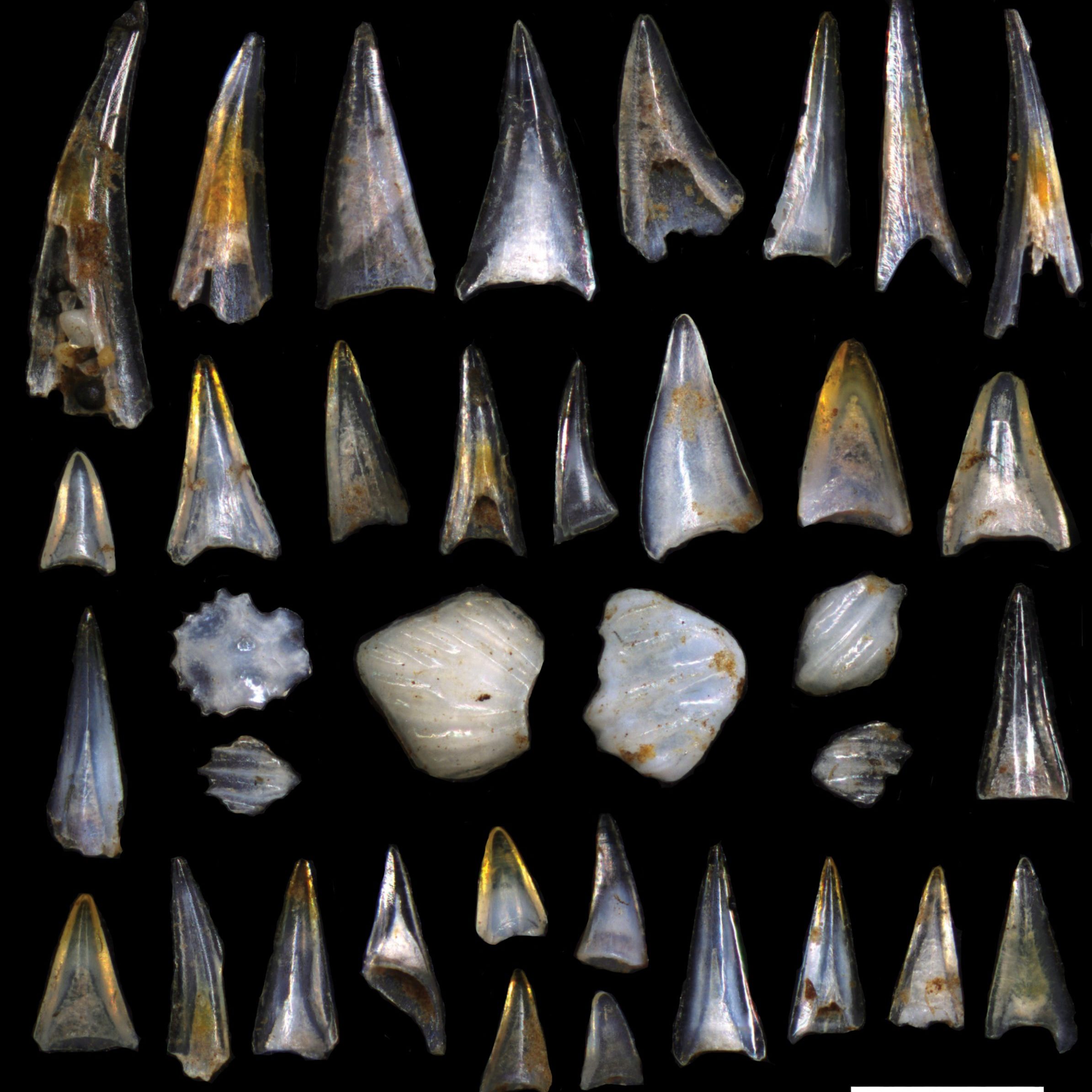 A collage of microfossil ichthyoliths with triangular teeth adn more rounded denticles placed on a black background.