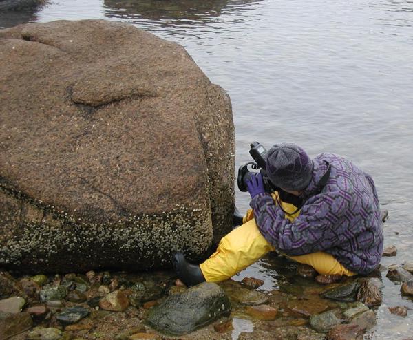 Gansett Point, Buzzards Bay, Massachusetts, January and February 2002