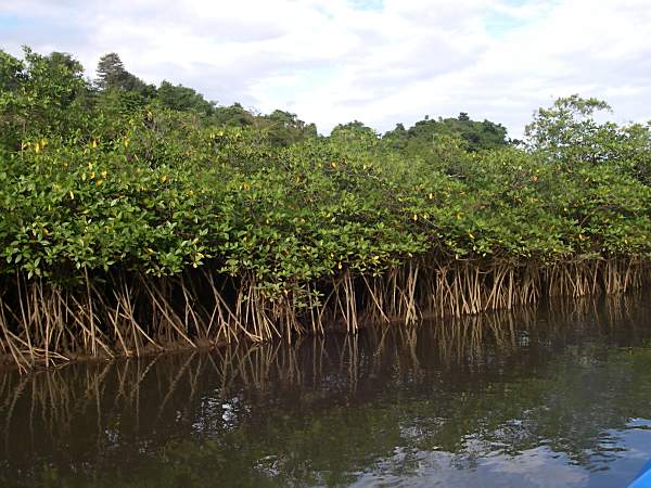 Mangroves dressed to dance.