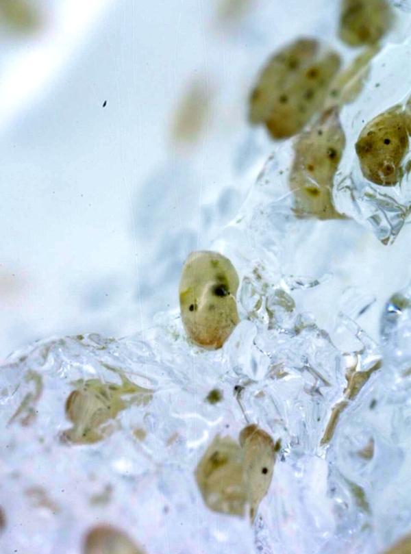 The surprising barnacle larvae in ice