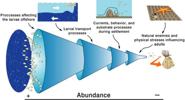 Processes that influence the population abundance of coastal bottom-dwelling organisms, with a barnacle as example. The number of larvae islarger than the number of adults, as each adult produces a myriad oflarvae. Larvae are often found offshore, and before they can settle suc-cessfully at the coast, several conditions must be fulfilled. In each case,the proportion of larvae moving to the next set of processes is smaller.Small changes in the proportion of larvae that pass from one step to thenext can produce large population changes.