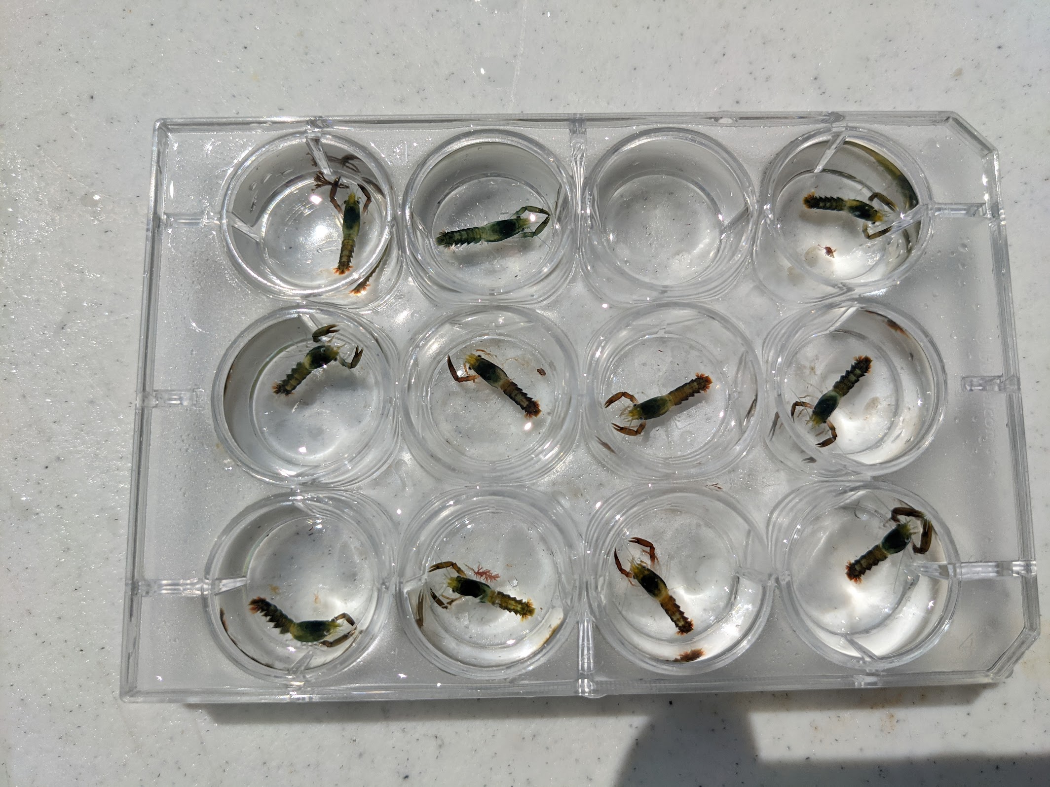 American Lobster postlarvae