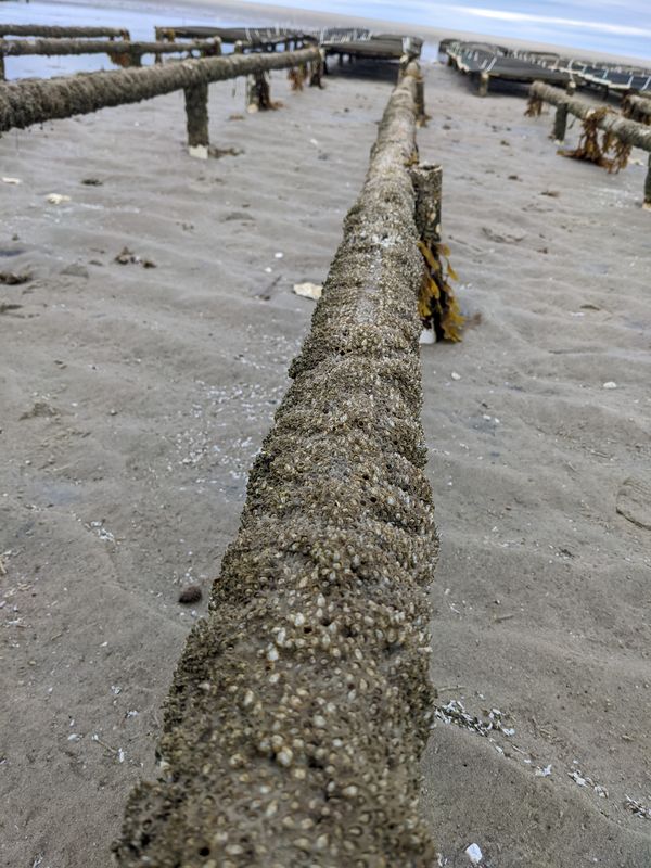 Biofouling in Oyster farms