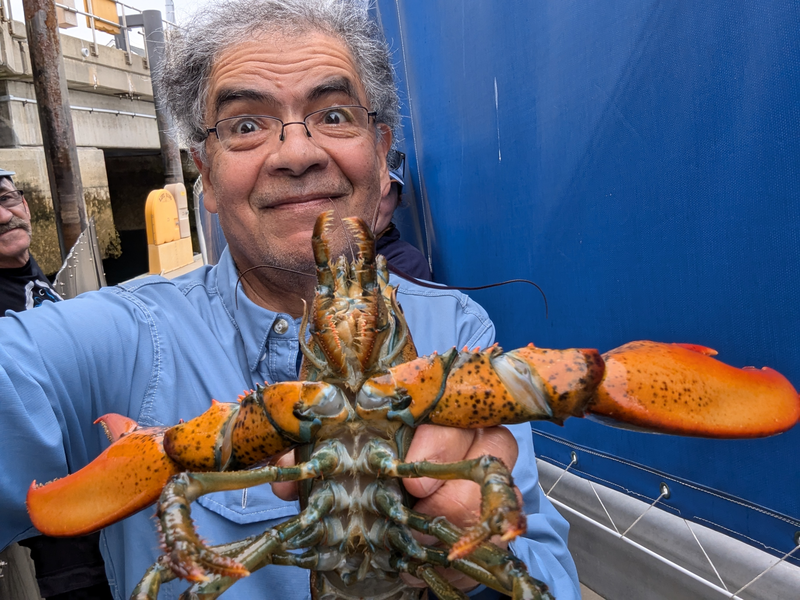 Not a larva, it as returned to the water! (Pineda Lab)