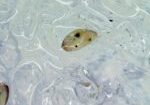 Semibalanus balanoides in ice, sampled from the field (2)