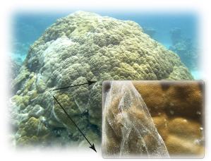 When stressed, corals secrete a white to clear mucus layer that is fragile