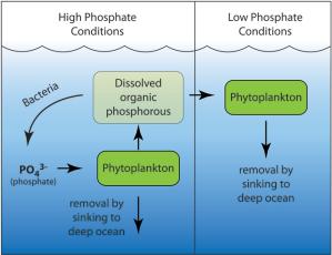 Conceptual model of dissolved organic phosphorous (DOP) cycling in the ocean.