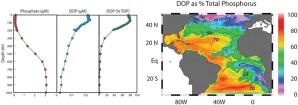 Distribution of phosphate (left panel, red circles), DOP (middle panel, blue circles) and DOP as per of total dissolved phosphorous (right panel, green circles) with depth at Station ALOHA off Hawaii.