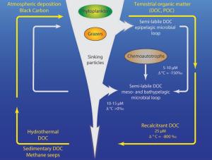 outlines of a new deep sea carbon cycle