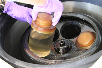 Bulk cell material is removed via centrifugation