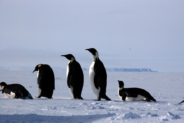 International Polar Year Project: Genomic and Proteomics of Polar Marine Phytoplankton 2009