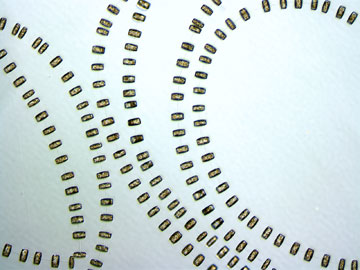 The marine diatom Thalassiosira rotula