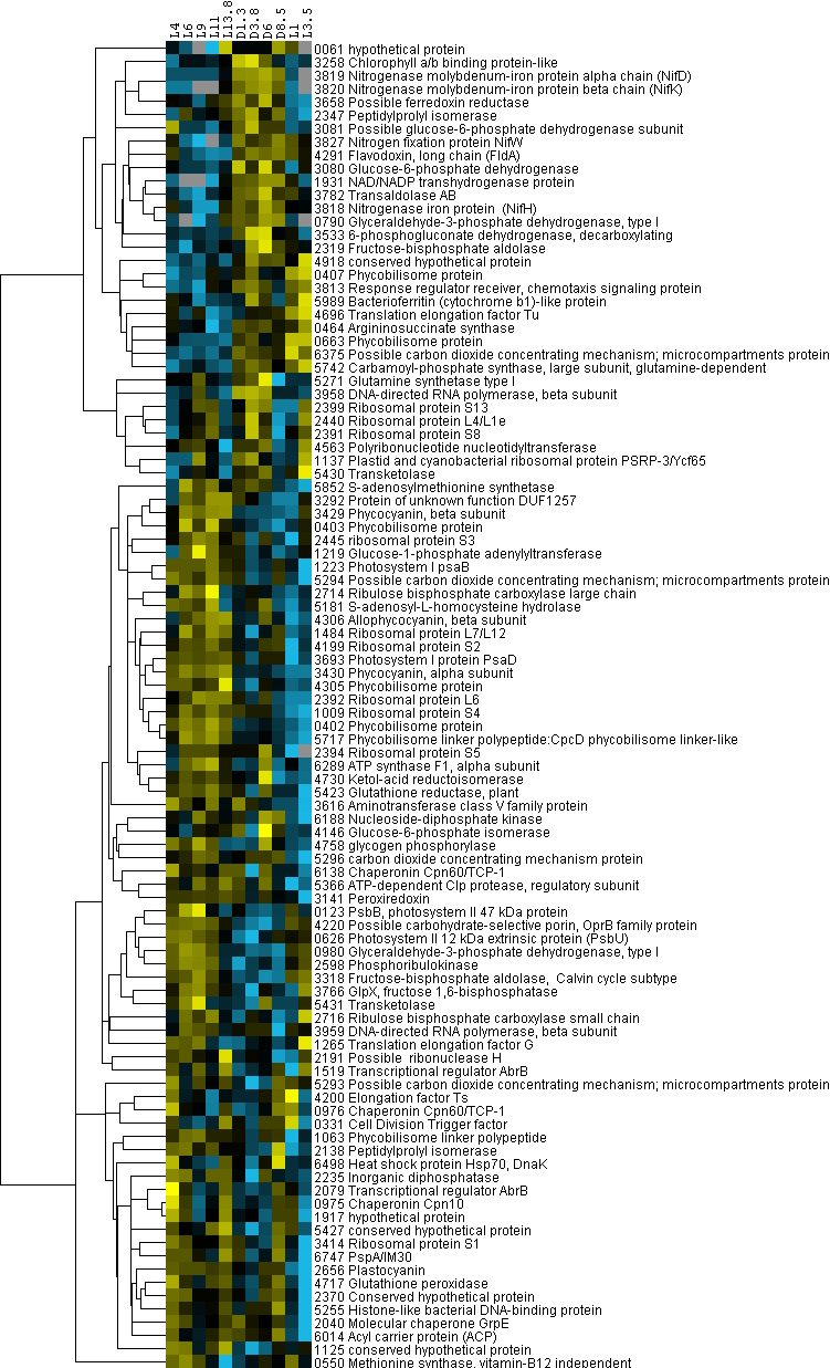 Global proteome analysis of Crocosphaera watsonii