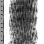 Sample radiograph of coral