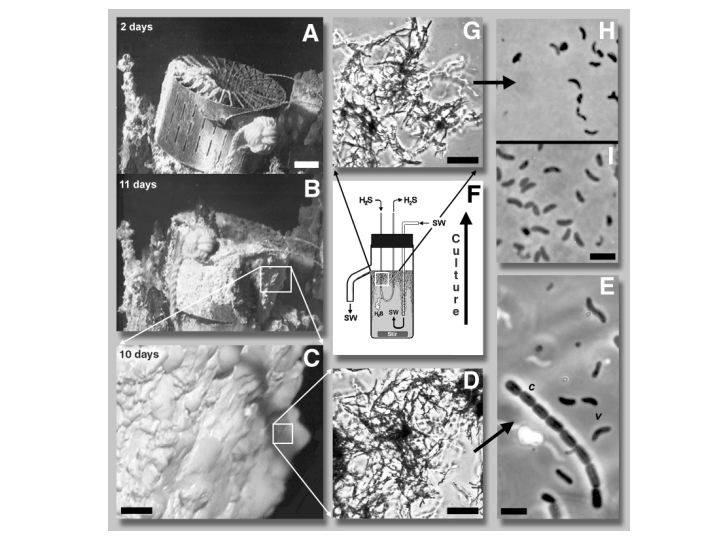 Rapid and voluminous in situ formation of microbial filamentous sulfur