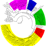 zf_cyp_phylogeny