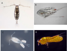 Copepods