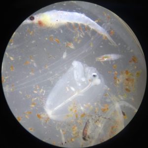 A mixed zooplankton sample