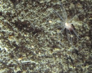 Cnidarian Circadian Rhythms