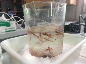 Krill awaiting sorting and measuring in the ship’s wet lab.