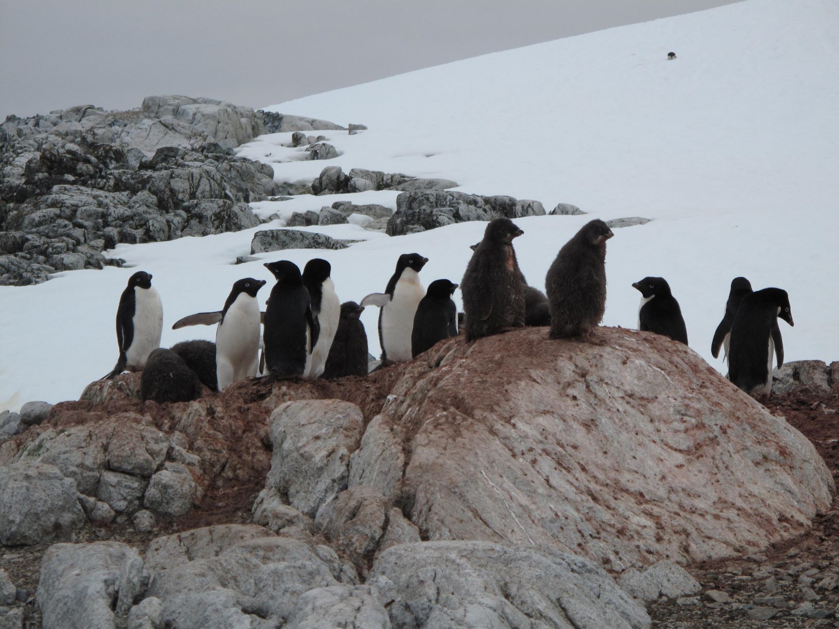 Penguins