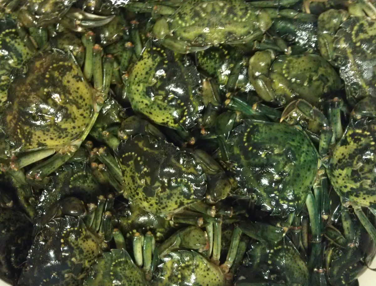 Captured invasive green crabs