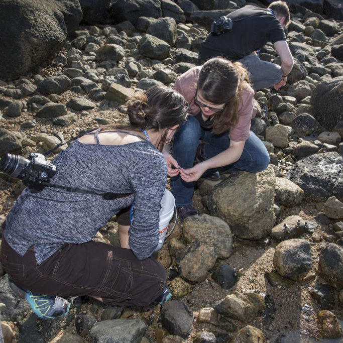 Searching for invasive crabs at a Woods Hole Beach. Image copyright Thomas Kleindinst / Woods Hole Oceanographic Institution.