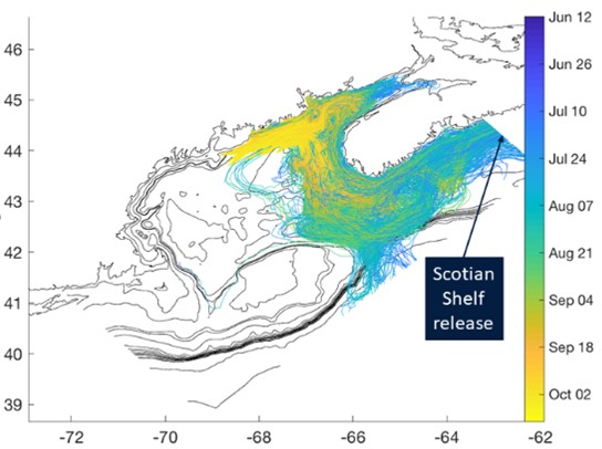 Particle tracks (colored by date) released on the Scotian Shelf in a hindcast of 2016, illustrating connectivity potential of the fall bloom. From Clark et al. 2021.