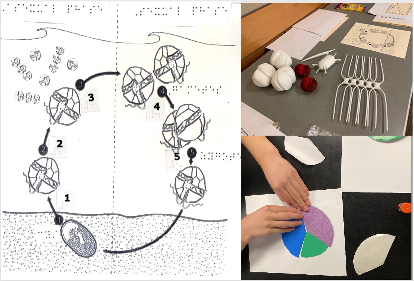 Examples of materials adaptations specified in WHCOHH educational activities for visually impaired students: raised line drawings and braille captioning (left), 3-D printed models of phytoplankton species (top right), textured paper (bottom right).