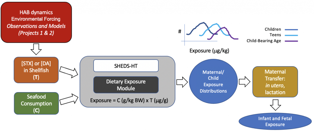Exposure-modeling-scheme-1024x430-1