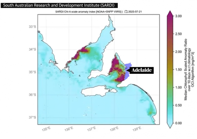 SA algal bloom: the chlorophyll concentration in this satellite imagery shows the severity of South Australia’s Karenia  bloom.