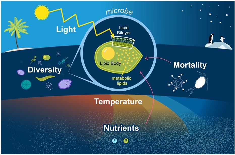 Lipids are fundamental components of all cells. Cellular lipids compose membrane bilayers and lipid bodies used for storing energy.  Lipids also play roles in myriad other metabolic processes. We are examining how external physical, biological, and chemical factors affect the distribution of lipids in microbes in the ocean.