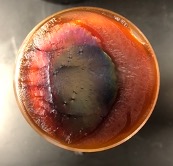 "Light oil" exposed to simulated sunlight in lab