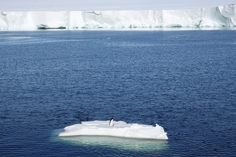 Adelie penguin on sea ice near the Dotson Ice Shelf outflow in the Amundsen Sea.