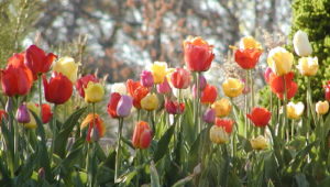 Tulips