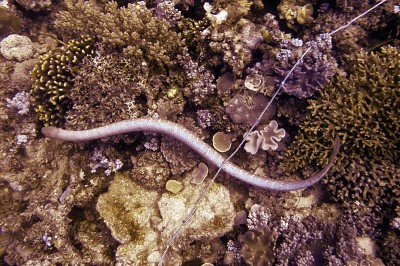 olive-sea-snake