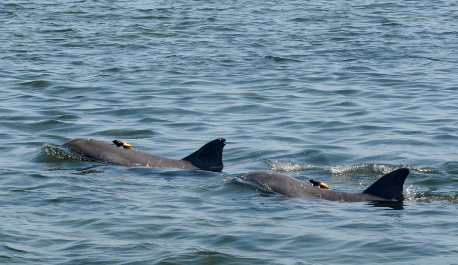 dolphons wearing tags