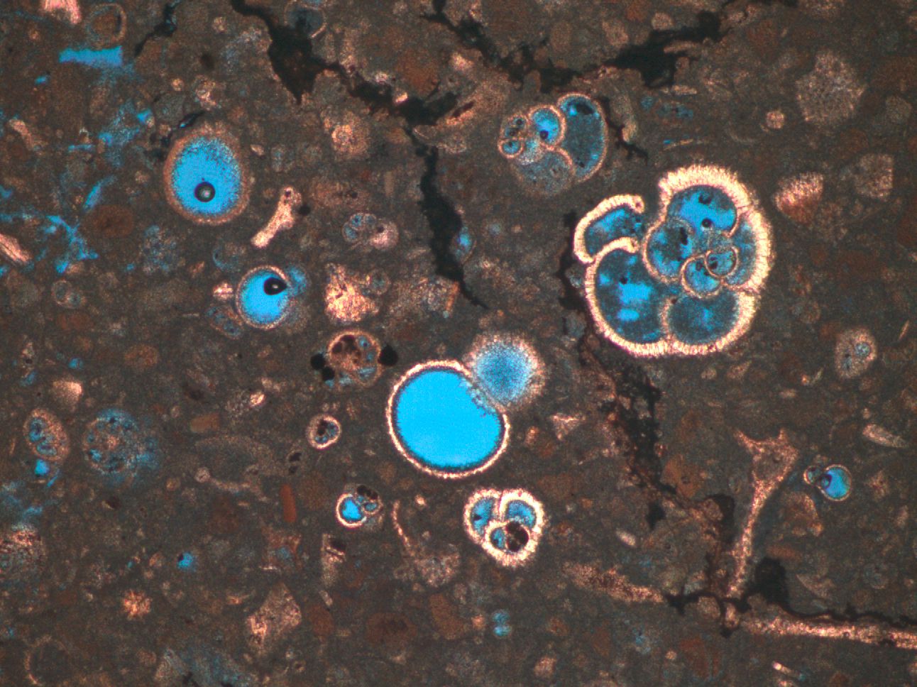 A thin section image under light microscope showing skeletons and shells of carbonate biogenic materials