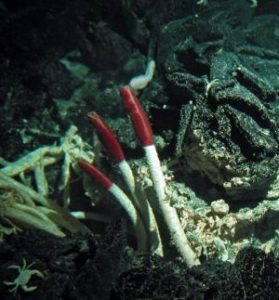 tubeworms photo