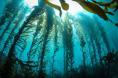 giant kelp_400